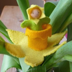 Myriad Daffodil Bud Baby Kit