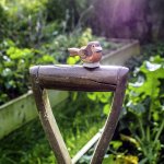 Ostheimer Robin