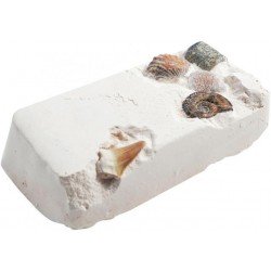 Dig Your Own Fossils
