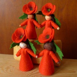 Ambrosius Fairy Poppy