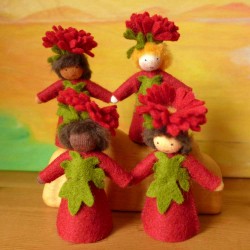 Ambrosius Fairy Michaelmas Daisy Boy