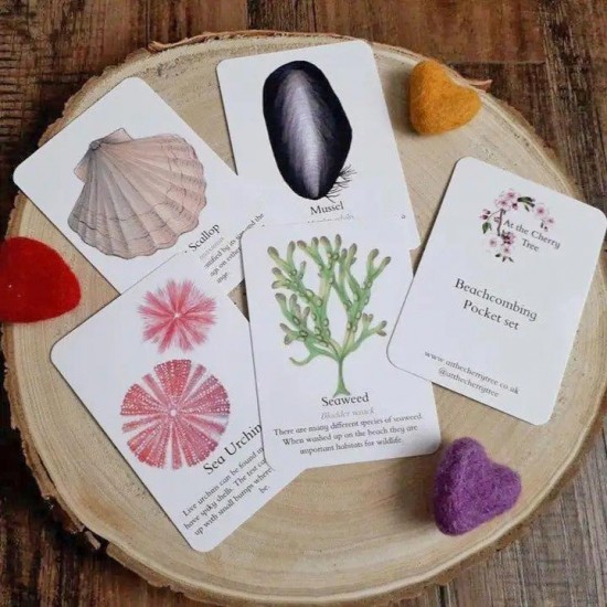 Pocket Set - Beachcombing