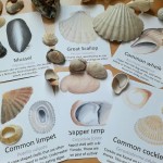 Pocket Set - Beachcombing