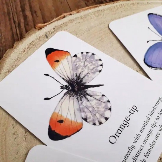 Pocket Set - Butterfly Identification 