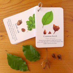 Pocket Set - Leaf Identification