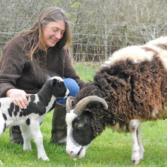 Needle Felting Kit - Jacobs Sheep