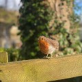 Needle Felting Kit - Robin