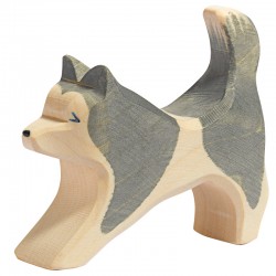 Ostheimer Husky Dog running