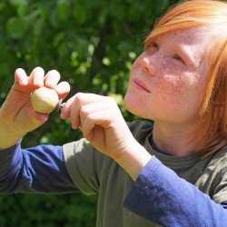 Bird Call - Robin 